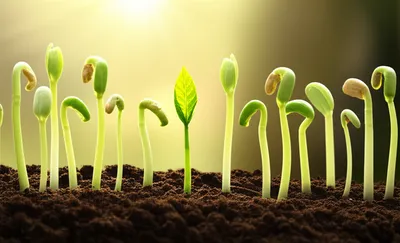 Illustration expectation - Image 1