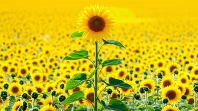 Illustration proudest - Image 1