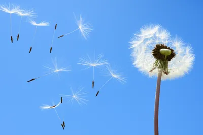 Illustration lite - Image 1