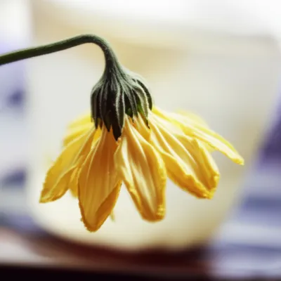 Illustration fag - Image 1