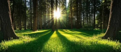 Illustration clearings - Image 1