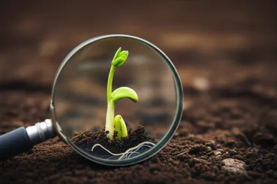 Illustration seed - Image 1