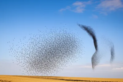 Illustration massed - Image 1