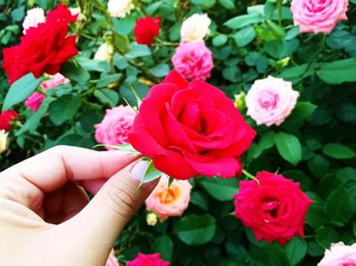 Illustration extracted - Image 1