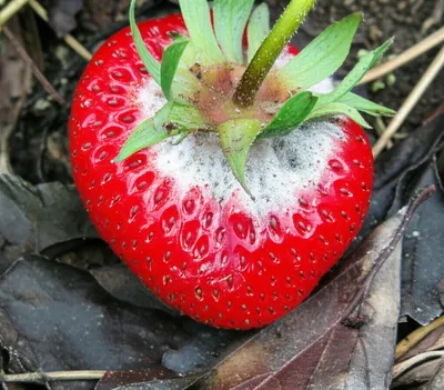 Illustration rots - Image 1