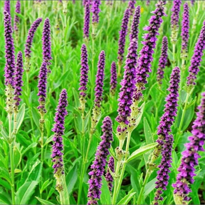 Hình ảnh minh họa chia