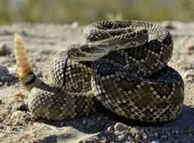 Illustration rattler - Image 2