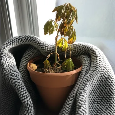 Illustration smothers - Image 1