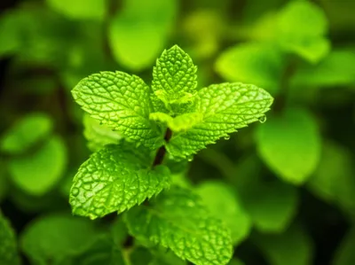 Illustration mint - Image 1