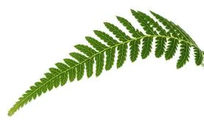 Illustration frond - Image 2