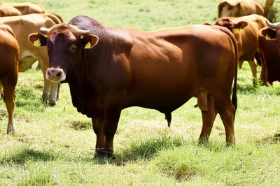 Illustration harems - Image 1