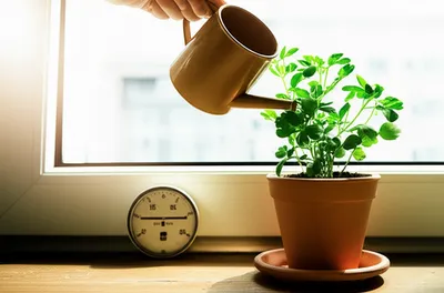 Illustration economizes