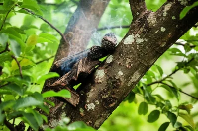 Illustration aloes - Image 1