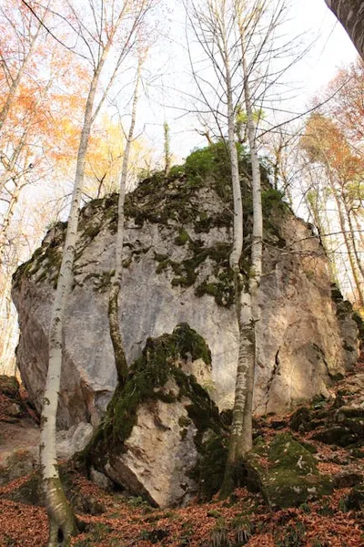 Illustration birches - Image 2