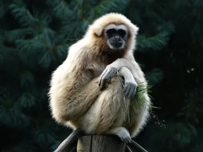 Hình ảnh minh họa gibbon - Ảnh 2