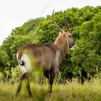 Illustration waterbuck - Image 3