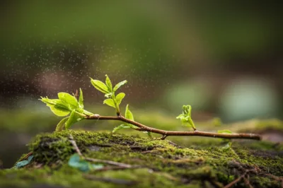 Illustration rami - Image 1