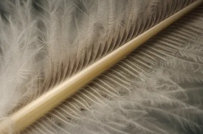 Illustration barbules