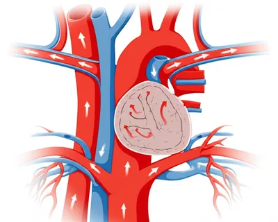 Illustration circulatory - Image 1