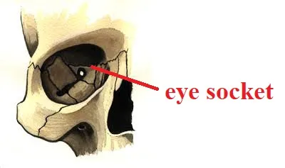 Illustration socket - Image 2