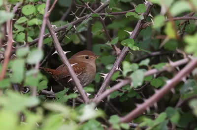 Illustration dunnock - Image 1
