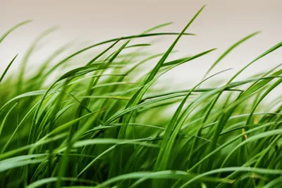 Illustration waving - Image 1