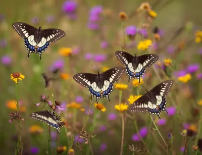 Illustration sailor - Image 1