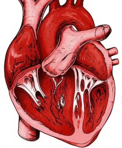 Illustration murmurs - Image 1