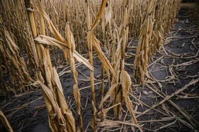 Illustration cornstalks
