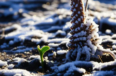 Illustration earlier - Image 1