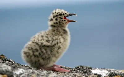 Illustration mew - Image 1