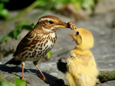 Illustration regurgitated - Image 1