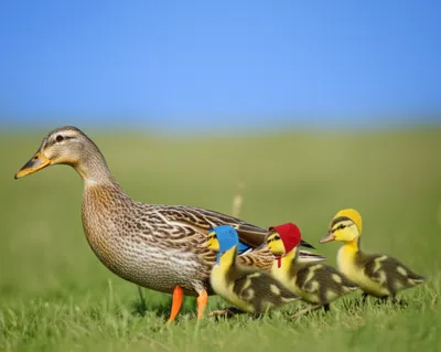 Illustration multiple - Image 1