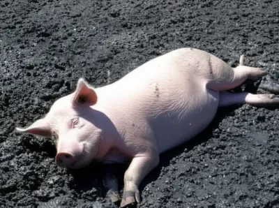 Illustration wallow - Image 1