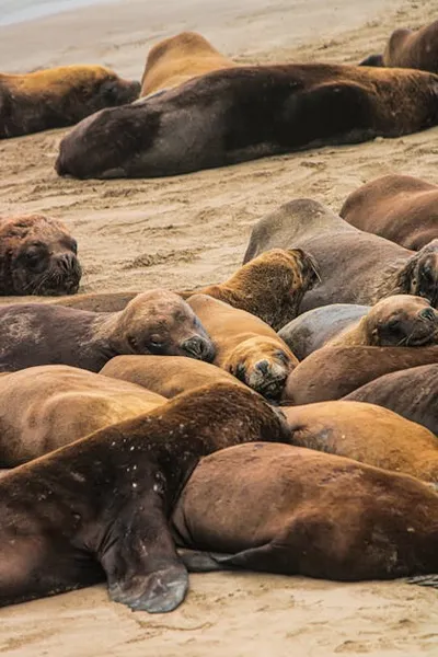 Illustration pinnipeds - Image 2