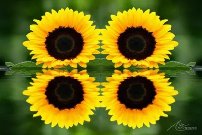 Illustration felicity - Image 1