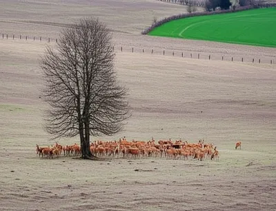 Illustration overshoot - Image 1