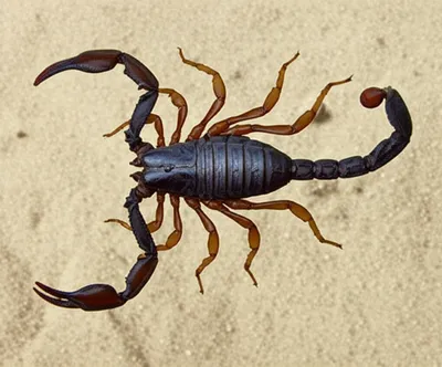 Illustration scorpions