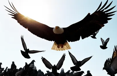 Illustration precedes - Image 1