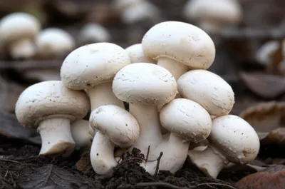 Illustration mushrooms - Image 1