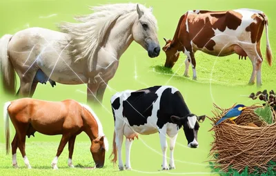 Illustration breeding - Image 1