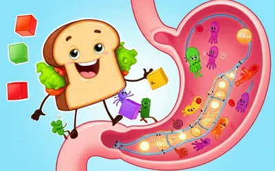 Illustration digestion - Image 1