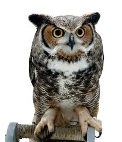 Illustration owl - Image 2