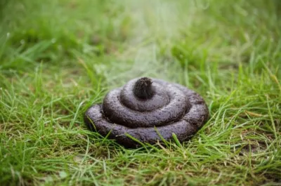 Illustration log - Image 1