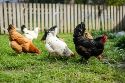 Illustration yardbirds