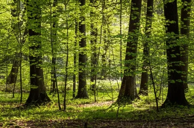 Illustration grove - Image 1