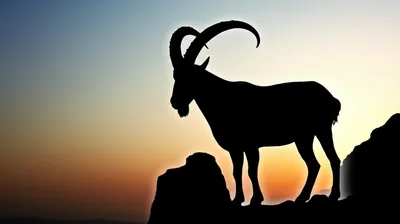 Illustration steinbocks - Image 1