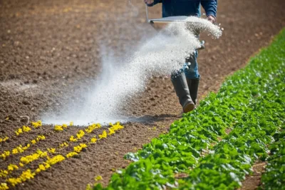 Illustration liming - Image 1