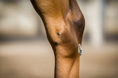 Illustration swimmer - Image 1