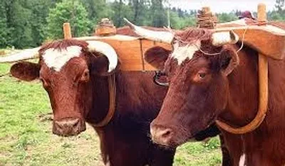 Illustration yoke - Image 2